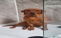 Labrador Retriever dogs for sale: Must go together  - Image 9