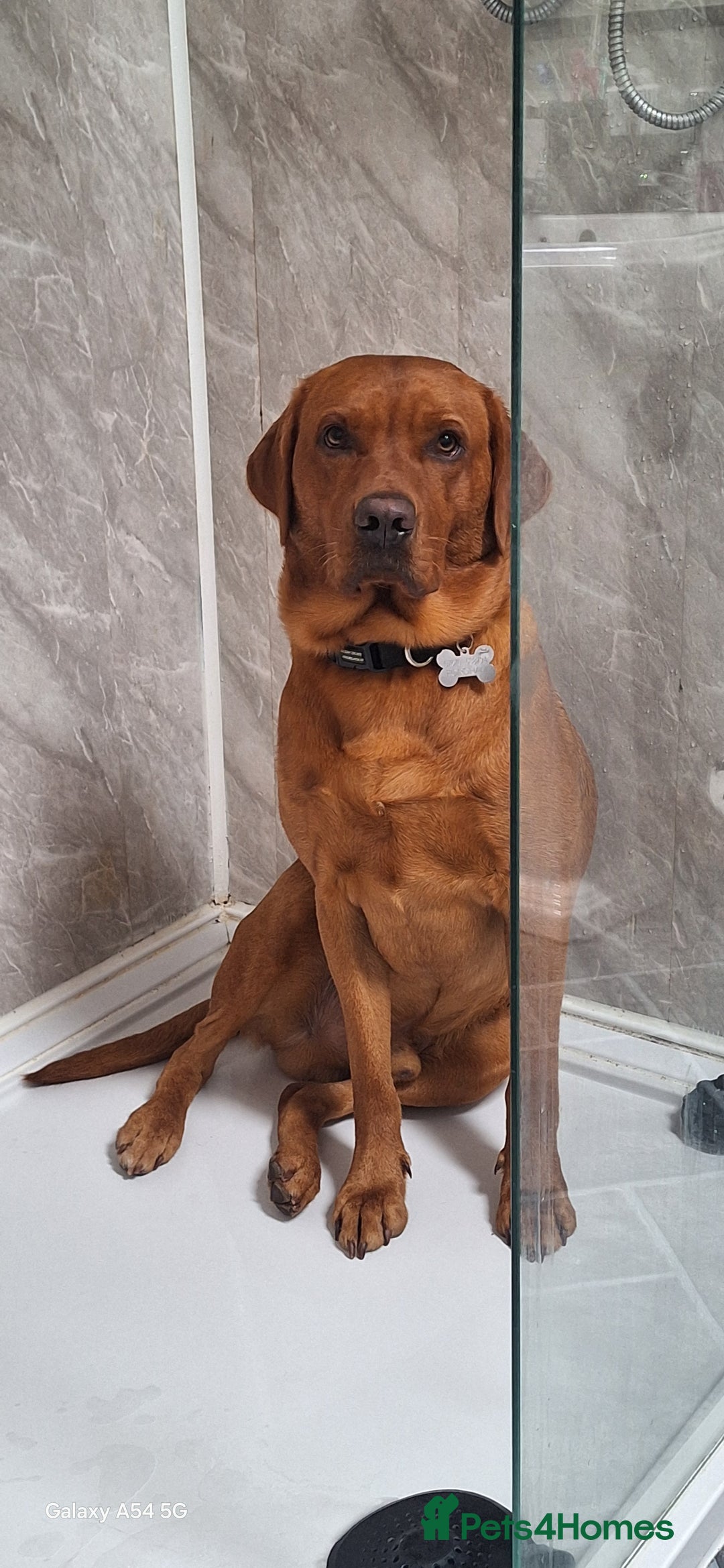 Labrador Retriever dogs for sale: Must go together  - Image 9