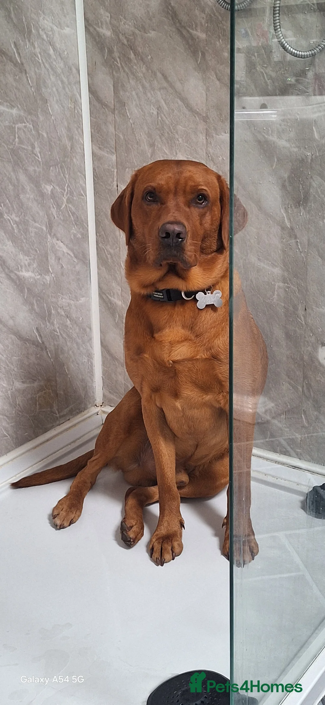 Labrador Retriever dogs for sale: Must go together  - Advert 9