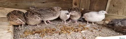 Quail poultry for sale: 🐦 MALE JUMBO COTURNIX QUAIL FOR SALE 🐦 - Advert 13
