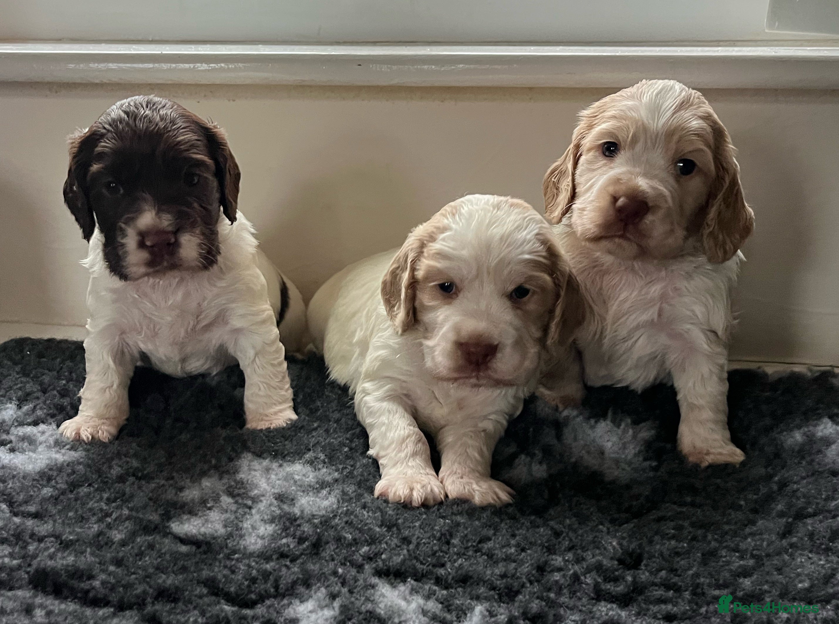 Cocker Spaniel dogs 3 Stunning Working Cocker Spaniel Boys 🐶  - Advert 12