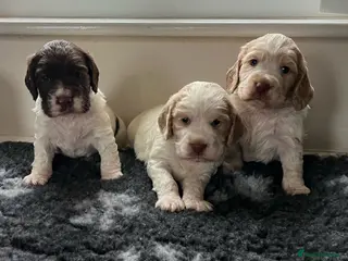 Cocker Spaniel dogs 3 Stunning Working Cocker Spaniel Boys 🐶 - Advert 12
