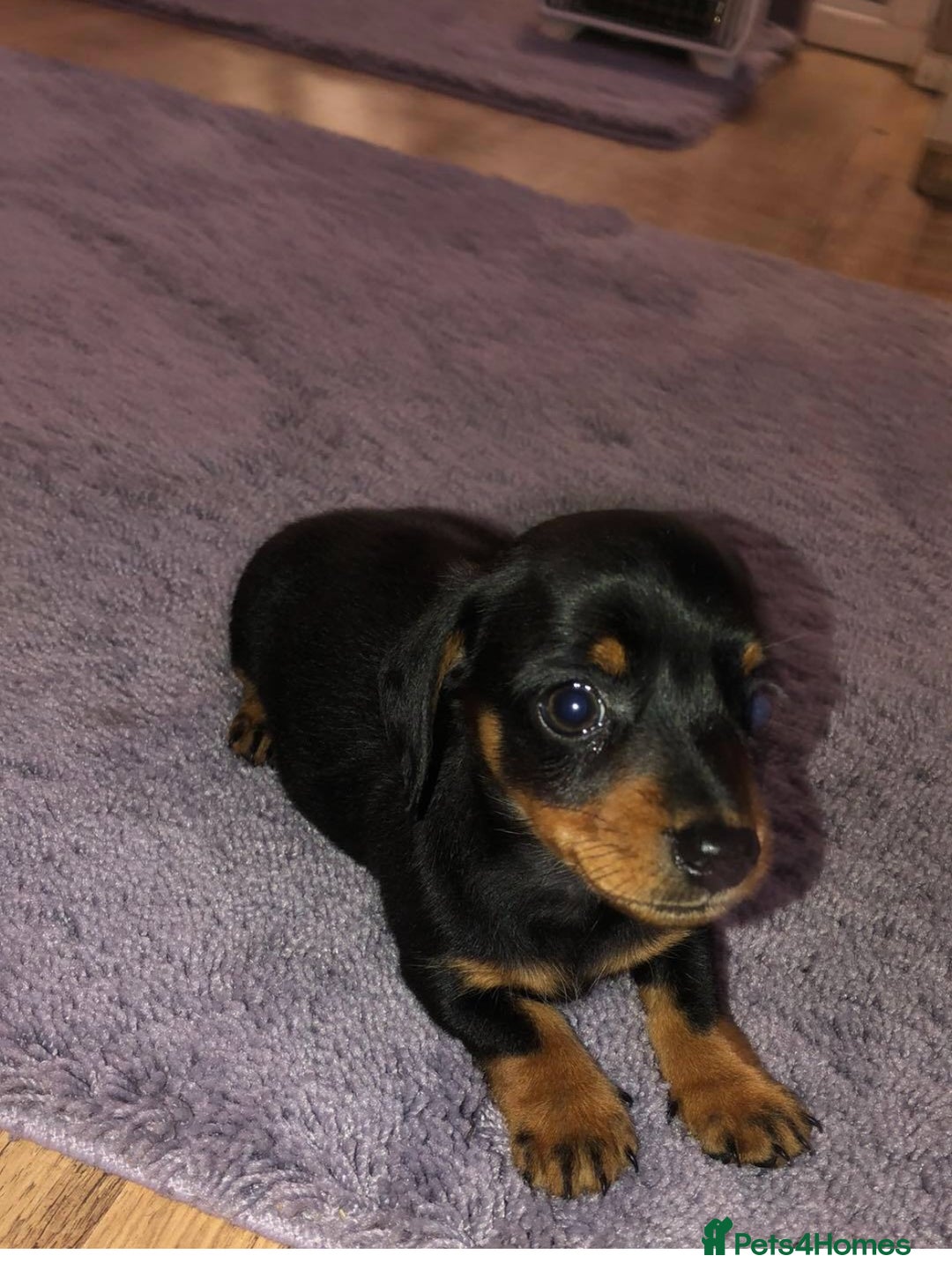 Miniature Dachshund dogs for sale: Miniature dachshund girl puppy  - Image 3