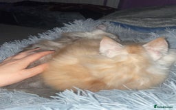 Maine Coon cats for sale: TICA registered Maine coon kittens  - Image 8