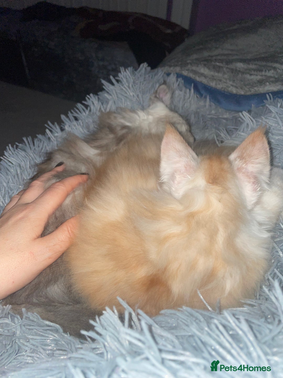 Maine Coon cats for sale: TICA registered Maine coon kittens  - Image 8