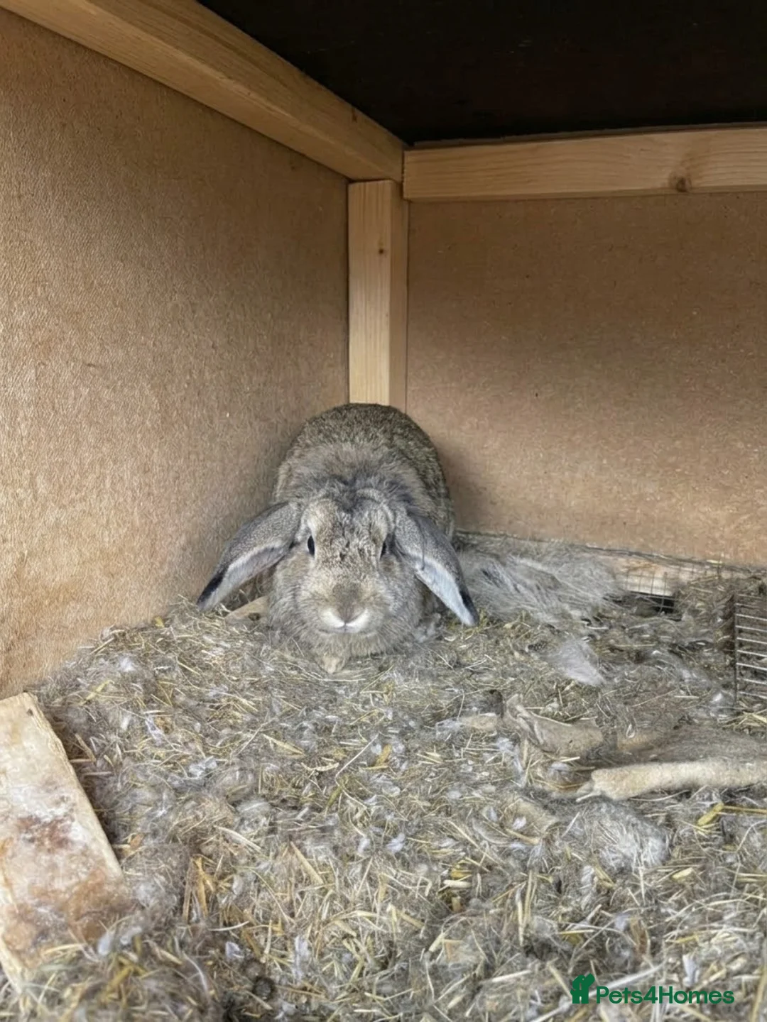 Mini Lion Lop rabbits for sale: 3 year old bunnies need rehoming  - Advert 2