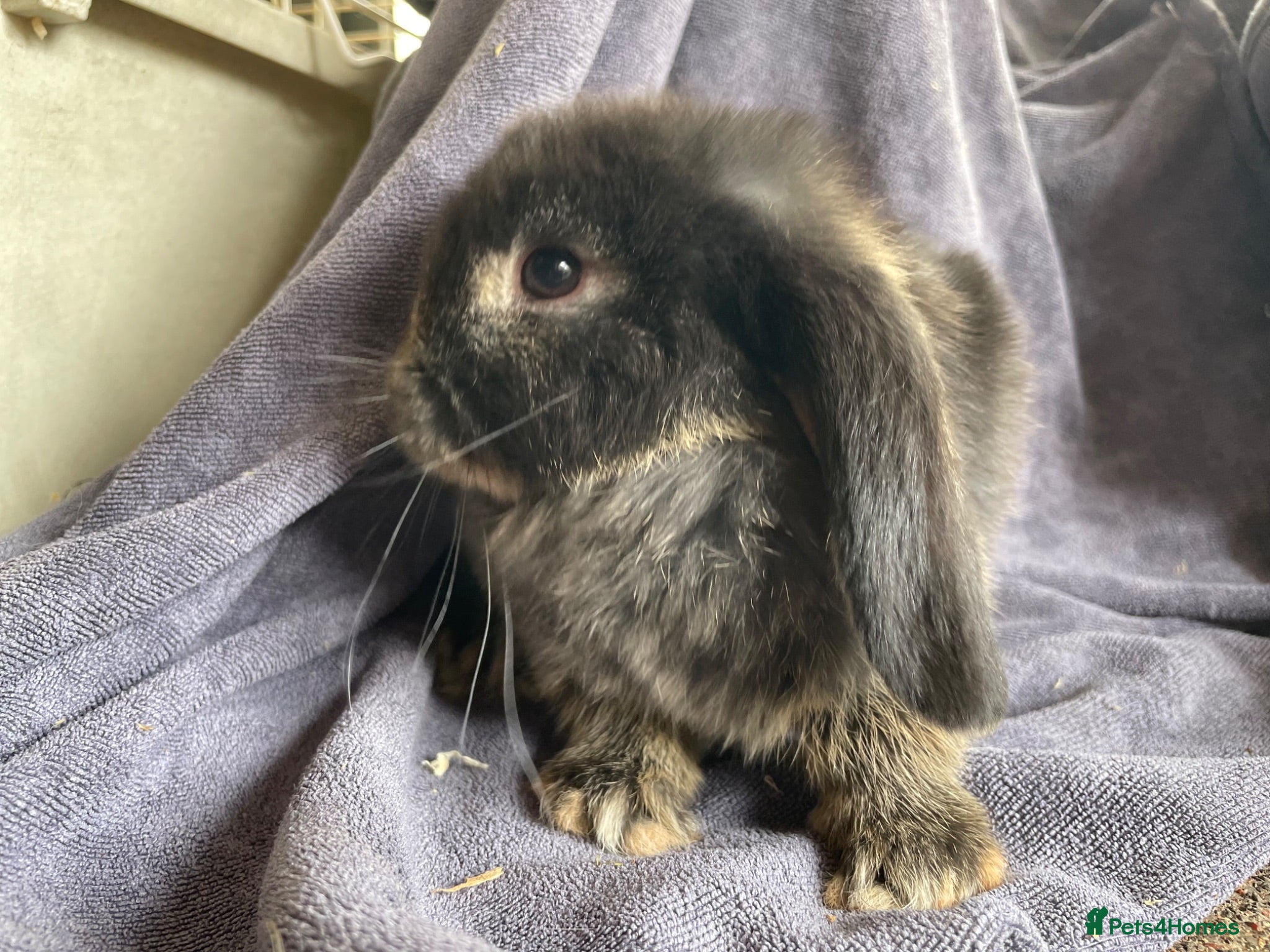 Mini Lop rabbits Mini lops doe for sale  - Advert 18