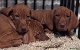 Hungarian Vizsla dogs for sale: Exceptional kc Hungarian viszla pups. NOW READY - Image 19