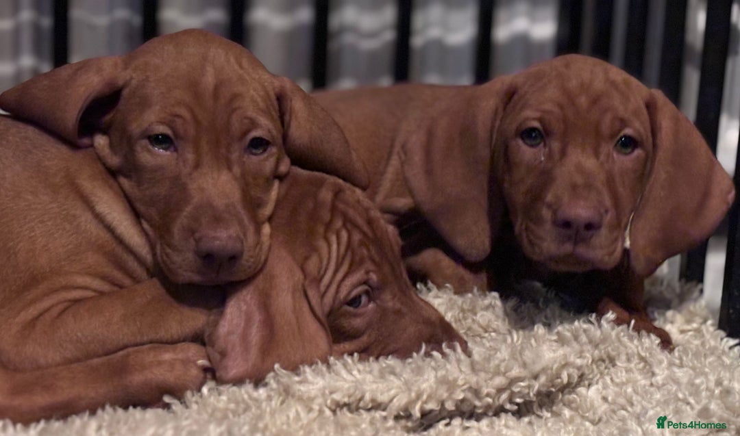 Hungarian Vizsla dogs for sale: Exceptional kc Hungarian viszla pups. NOW READY - Image 19