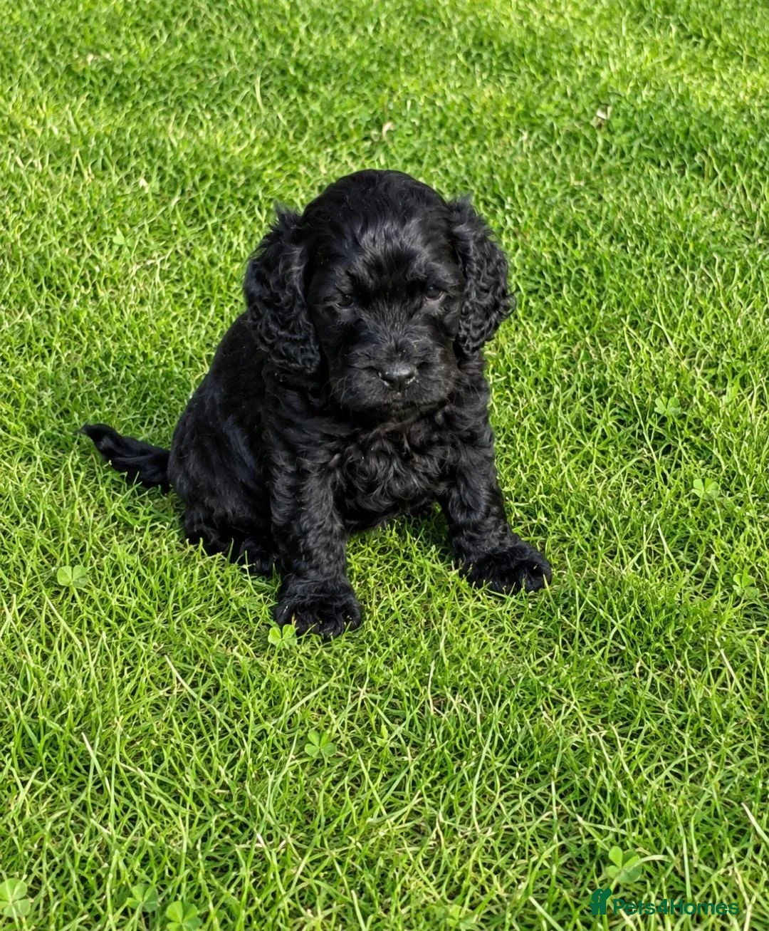 Cockapoo dogs for sale: Beautiful toy cockapoo babies  - Advert 3