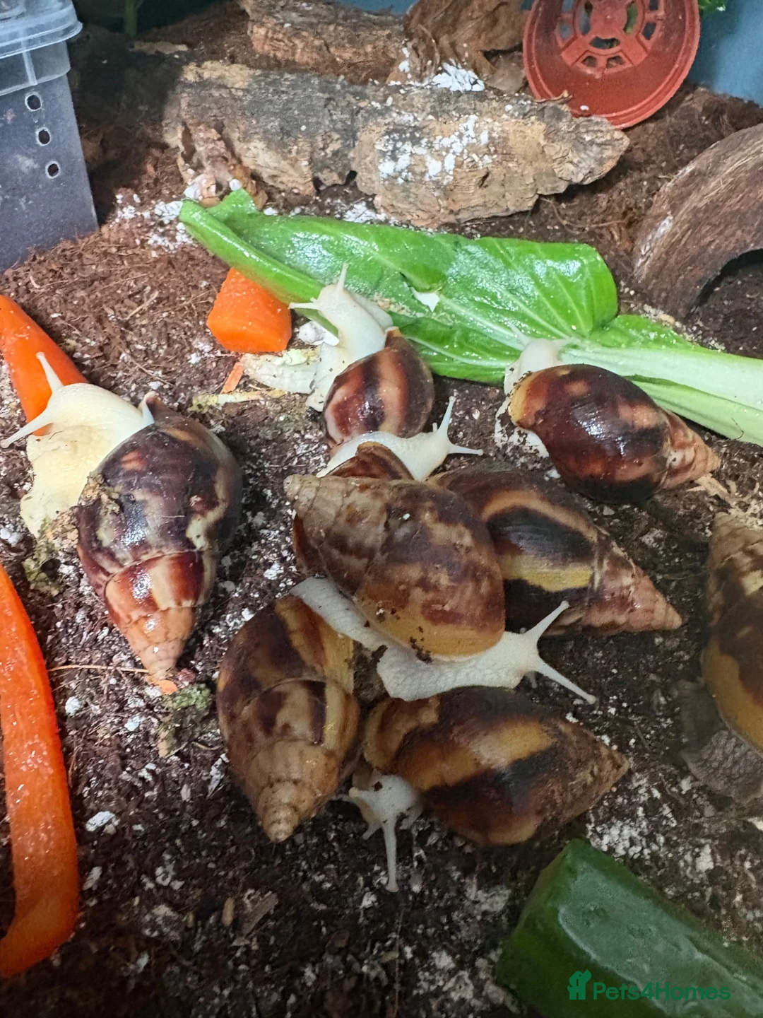 Snails invertebrates for sale: Achatina Fulica Giant African land snails  - Advert 7