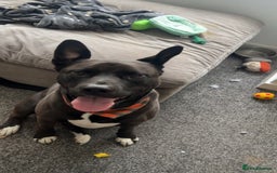 Mixed Breed dogs for sale: 4 year old husky cross - Advert 4