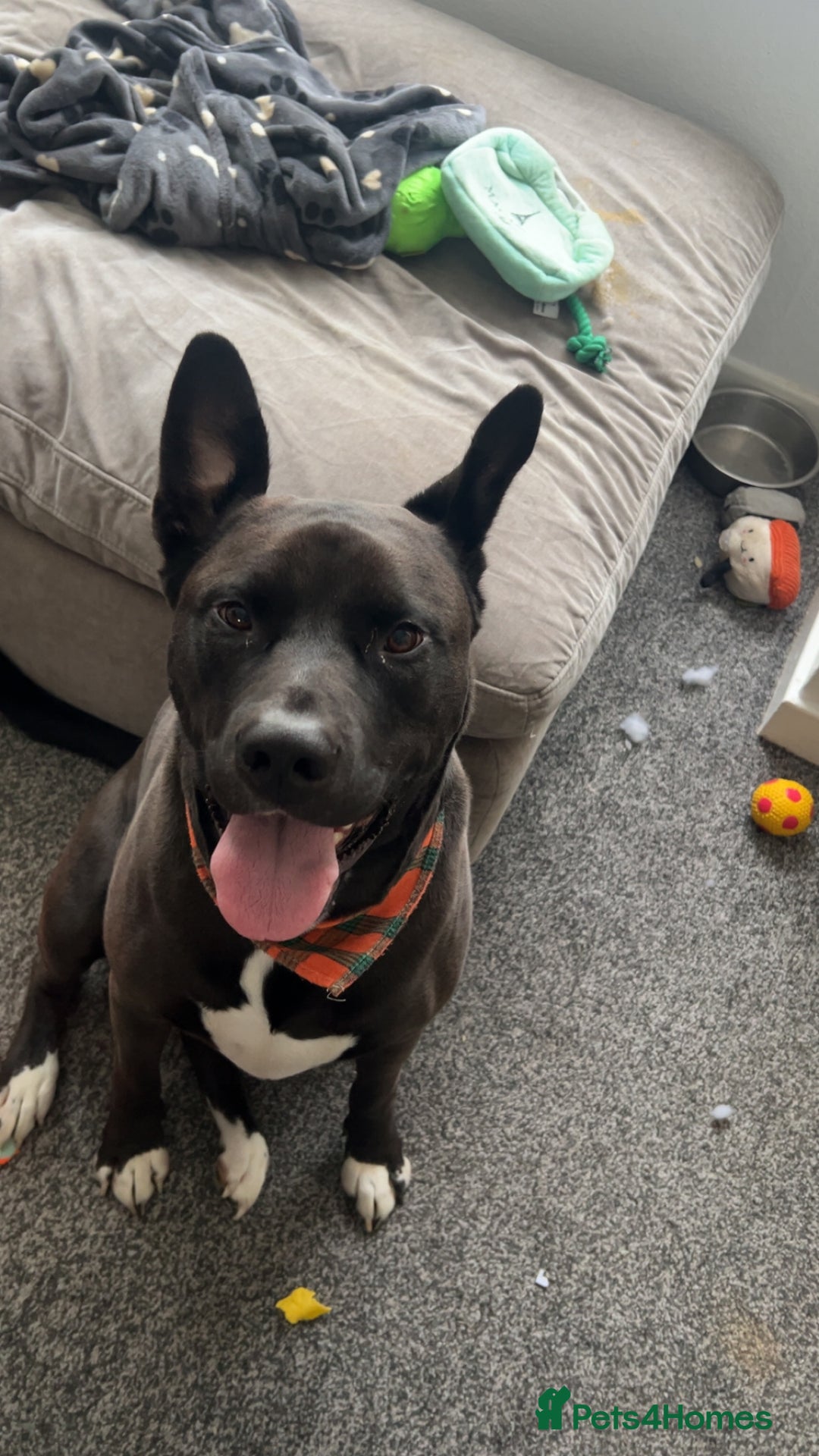 Mixed Breed dogs for sale: 4 year old husky cross - Advert 4