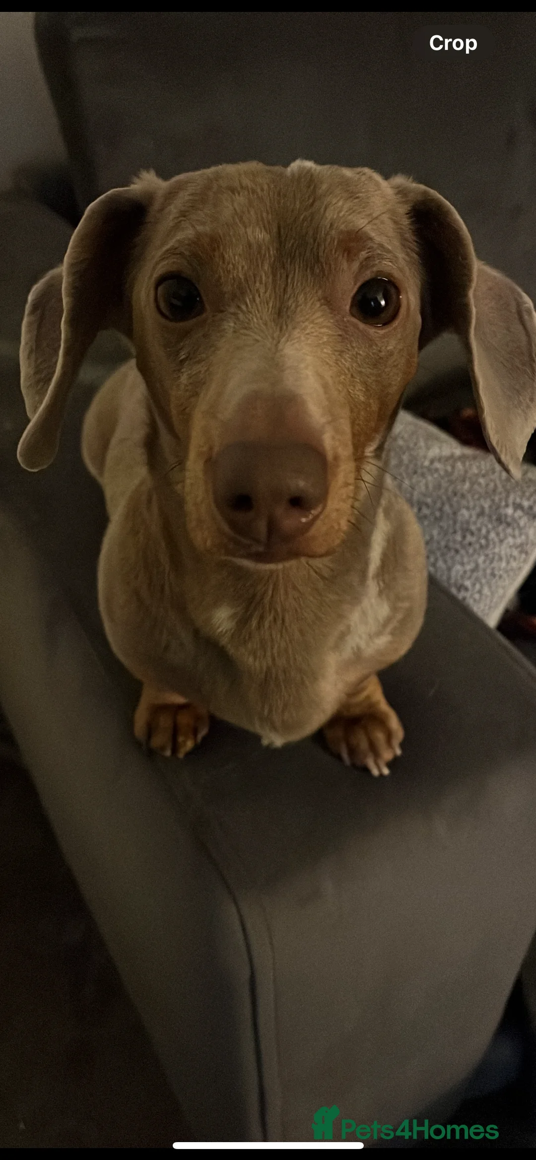 Miniature Dachshund dogs for stud: Tiny Miniature Dachshund Dapple for stud - Advert 4