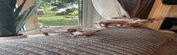 Sphynx cats for sale: Sphynx kittens  - Advert 9