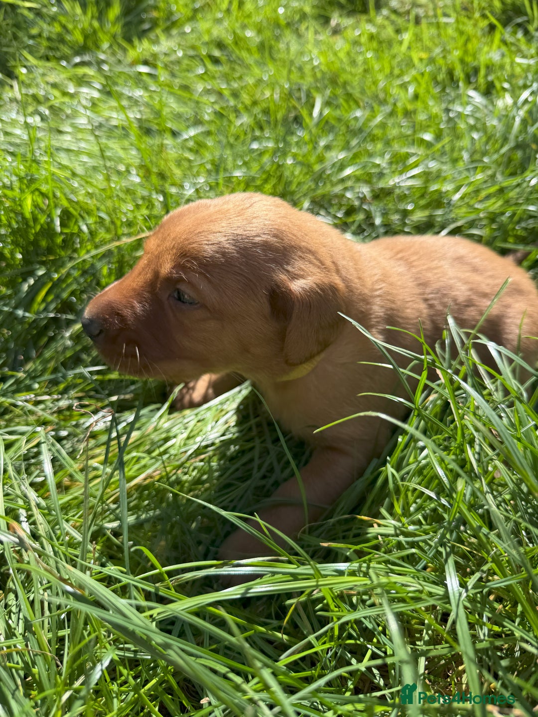 Labrador Retriever dogs for sale: Fox Red Puppies for Sale - Image 8