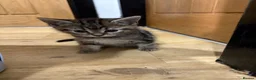Mixed Breed cats for sale: Kittens in Leeds - Advert 4