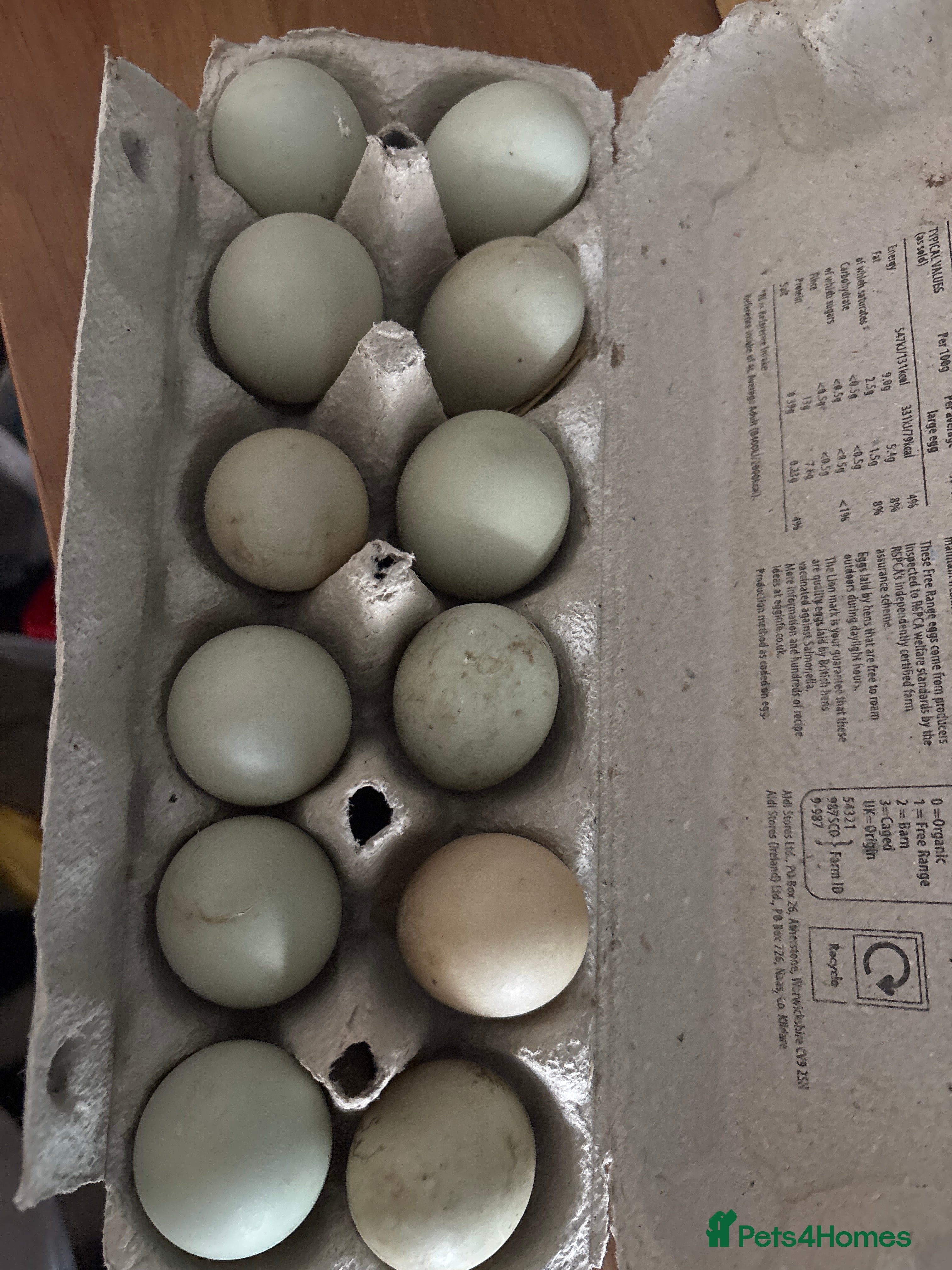 Ducks poultry Mixed Call Duck Hatching Eggs  - Advert 1