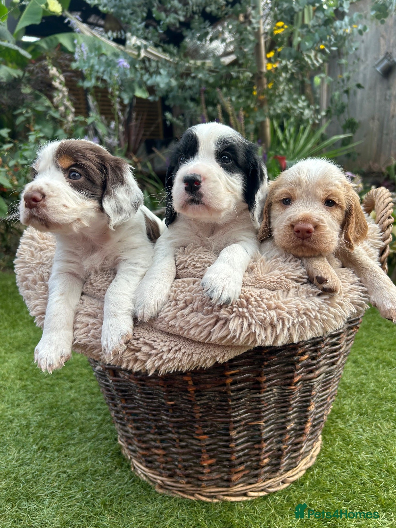 Cocker Spaniel dogs KC registered Cocker Spaniel Dog Puppy - Advert 1