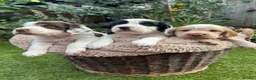 Cocker Spaniel dogs for sale: KC registered Cocker Spaniel Dog Puppy - Advert 1