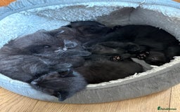 Mixed Breed cats for sale: Beautiful boy  - Image 3