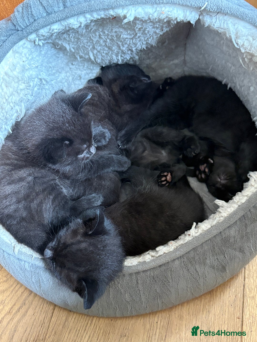 Mixed Breed cats for sale: Beautiful boy  - Image 3