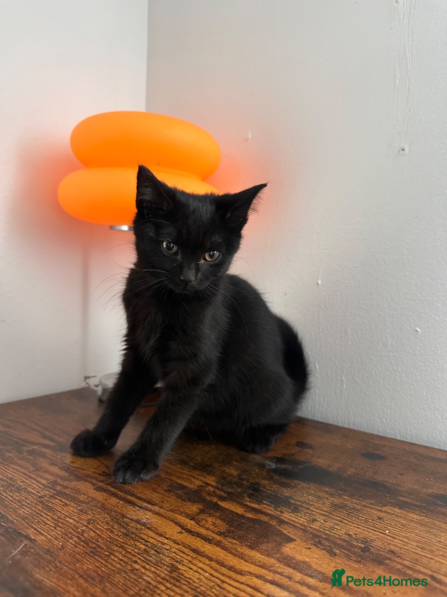 Mixed Breed cats for sale: British short hair mix  - Advert 4
