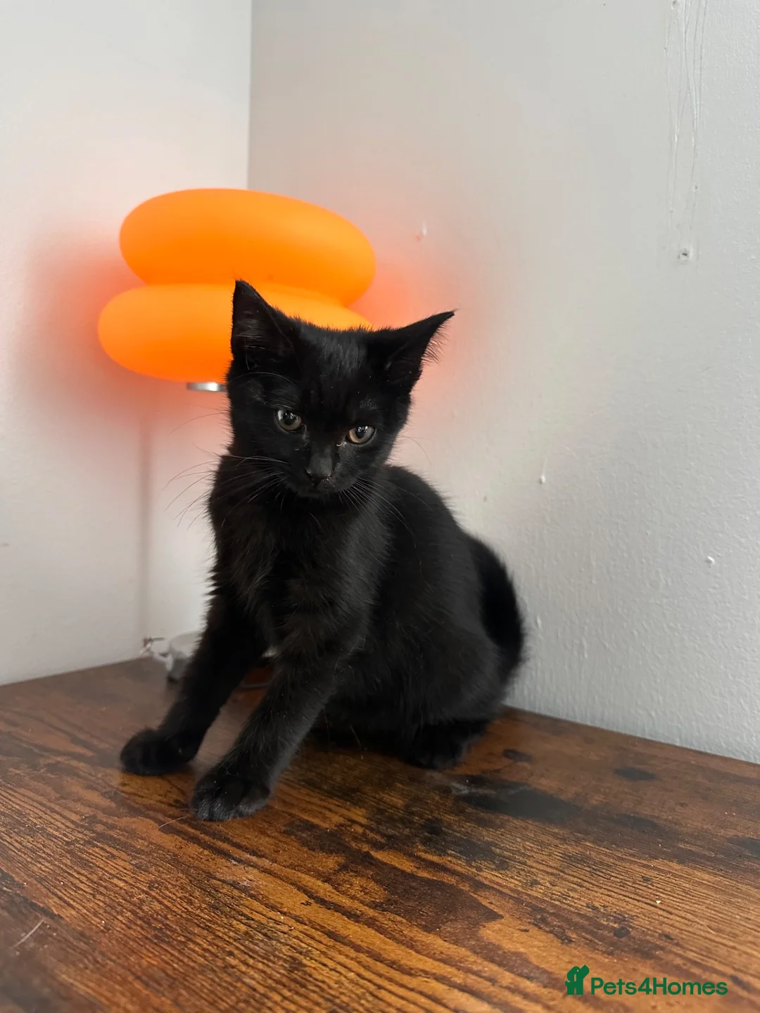 Mixed Breed cats for sale: British short hair mix  in London - Advert 1