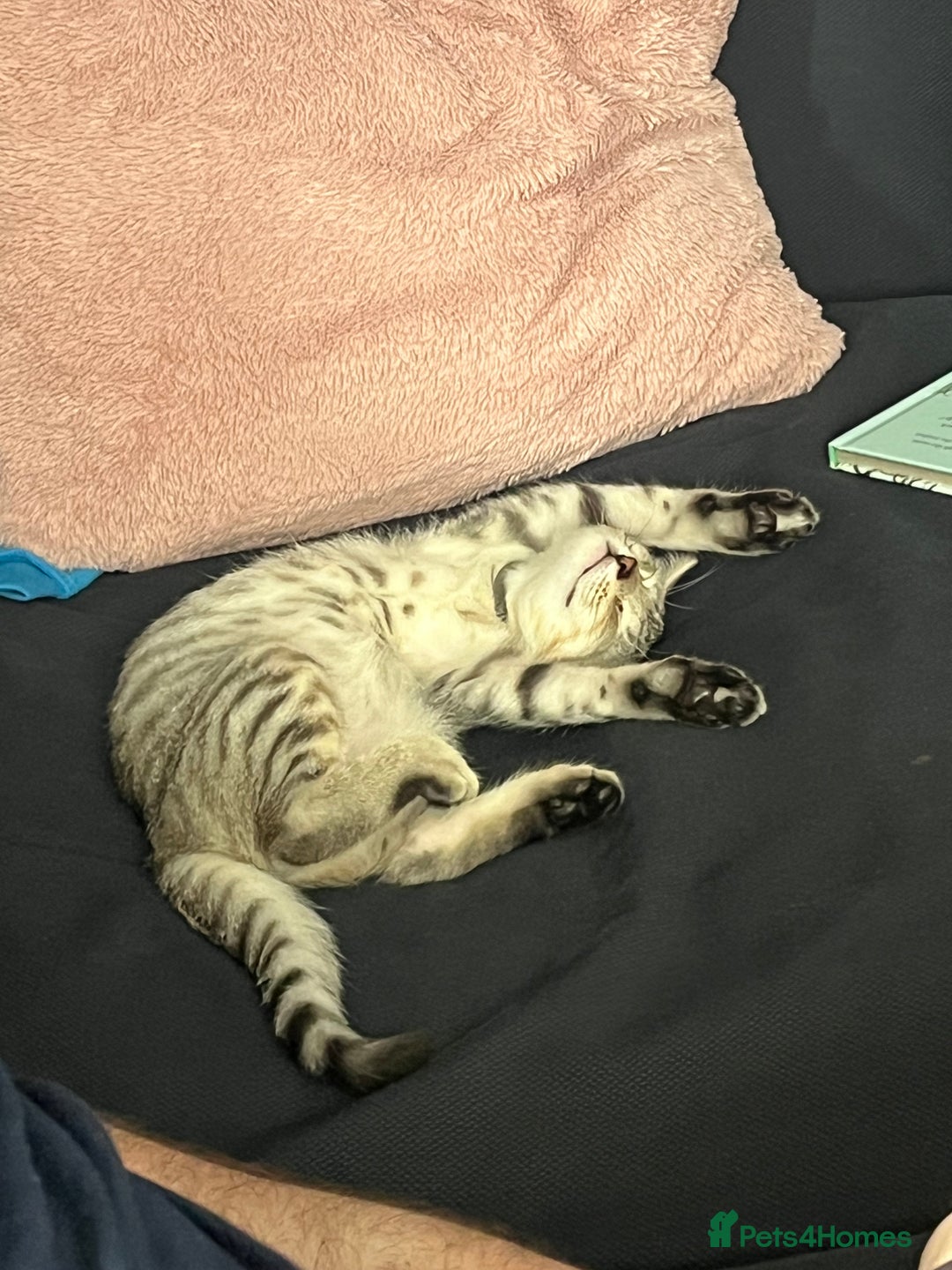 British Shorthair cats for sale: Silver tabby kitten - Image 4
