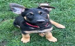 Mixed Breed dogs for sale: READY TO GO-Belgian shepherd/German shepherd pups  - Image 2