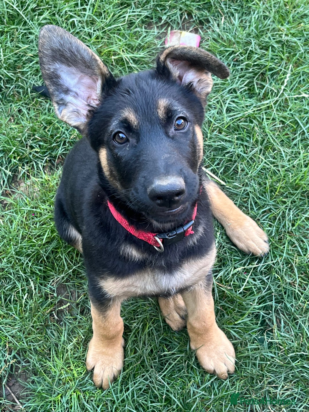 Mixed Breed dogs for sale: READY TO GO-Belgian shepherd/German shepherd pups  - Image 2