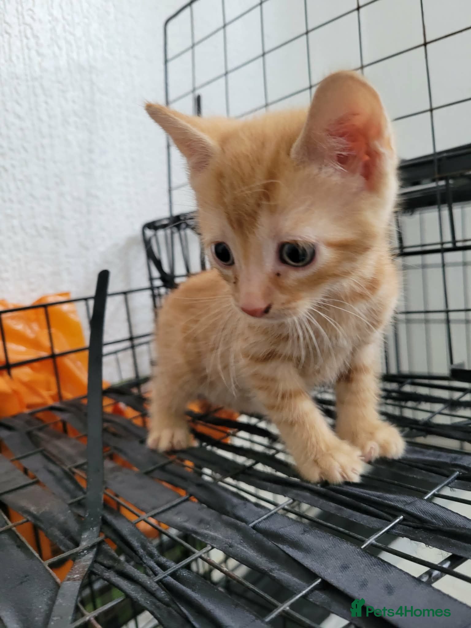 Mixed Breed cats kittens for sale  - Advert 1