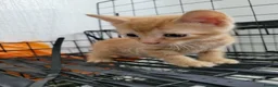 Mixed Breed cats for sale: kittens for sale  - Advert 2