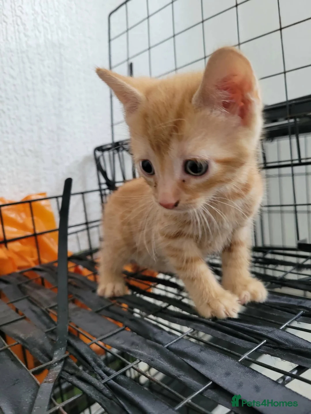 Mixed Breed cats for sale: kittens for sale  - Advert 2
