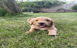 Golden Retriever dogs for sale: Kc pedigree golden retrievers (fox red  in Malton - Image 15