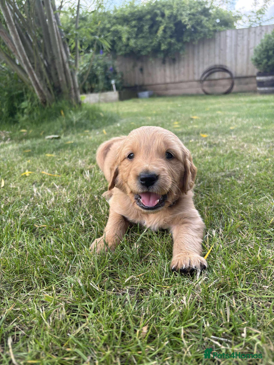Golden Retriever dogs for sale: Kc pedigree golden retrievers (fox red  in Malton - Image 15