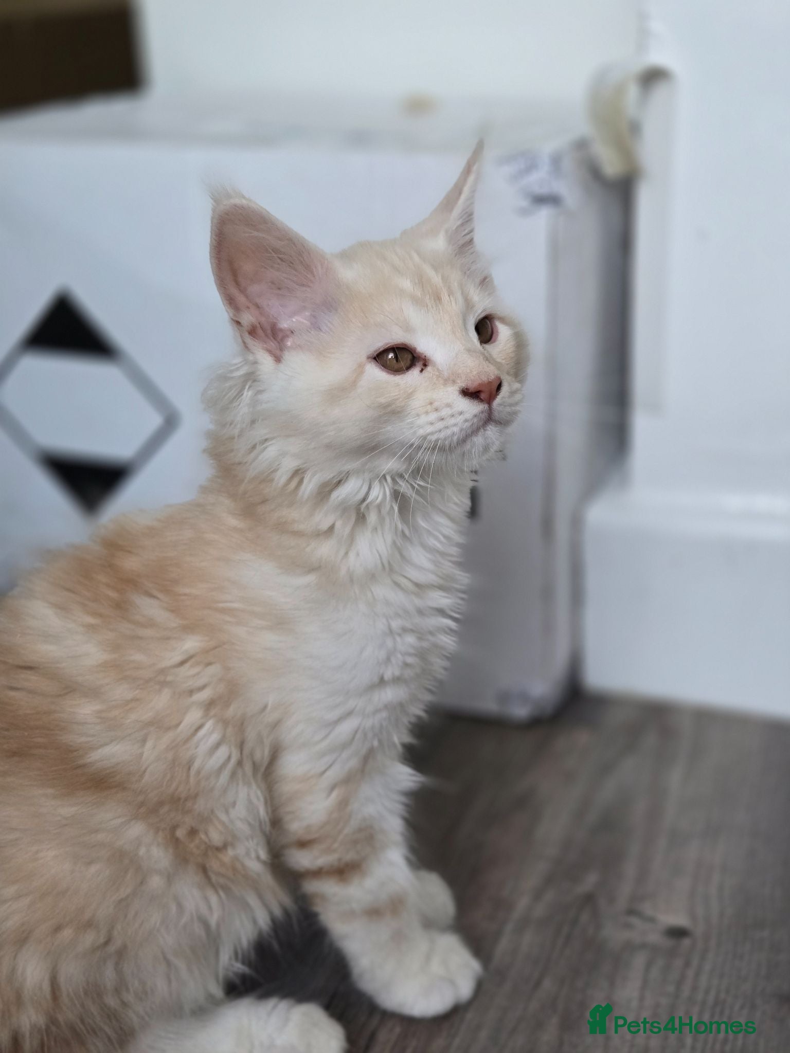 Maine Coon cats Ready now TICA registered Maine Coon kitten's - Advert 2
