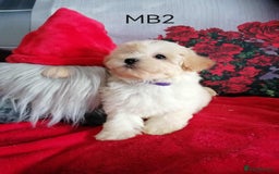 Maltipoo dogs for sale: Miniture Maltipoos  - Image 9