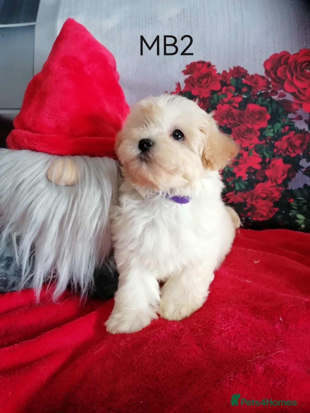 Maltipoo dogs for sale: Miniture Maltipoos  - Image 9