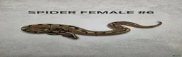 Python Snake reptiles for sale: Juvenile royal pythons ready to go  - Advert 13