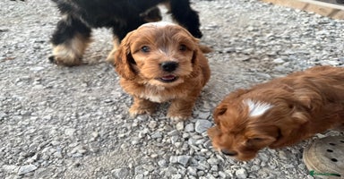 Cockapoo dogs - Advert 4