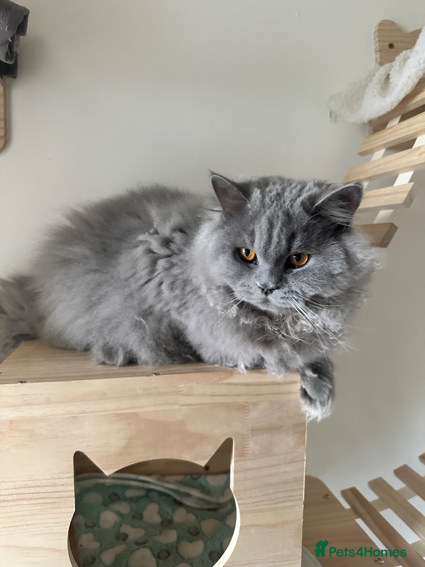 British Longhair cats 🐾 BRITISH LONGHAIR STUD CAT AVAILABLE 🐾 - Advert 1