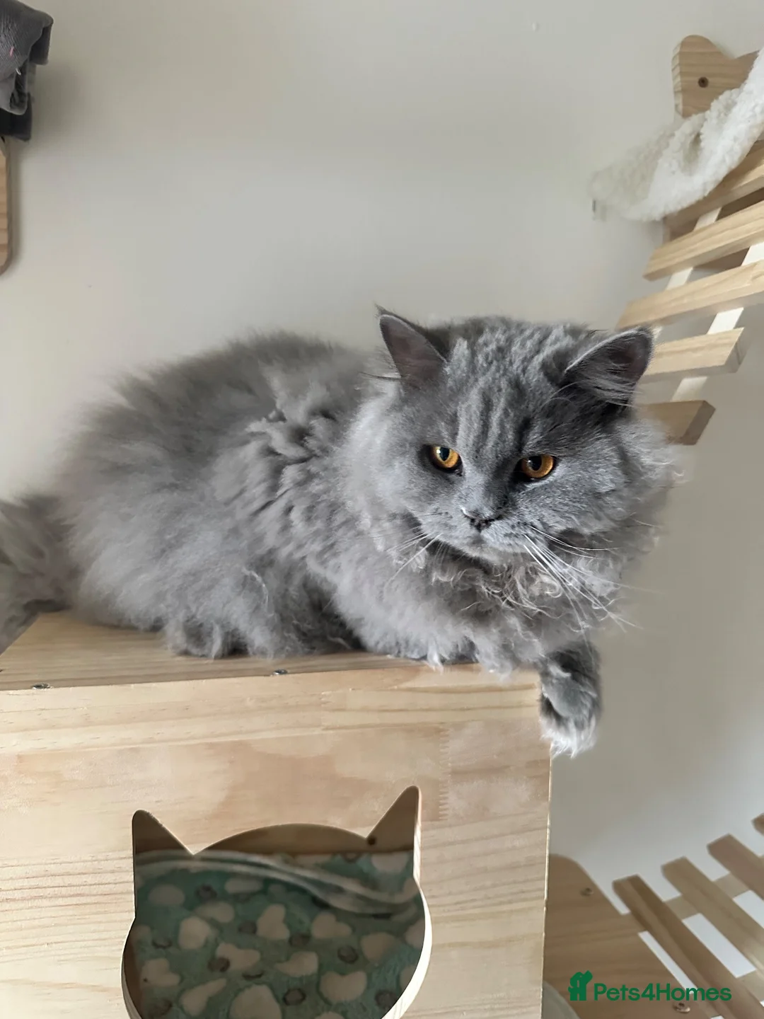 British Longhair cats for stud: 🐾 BRITISH LONGHAIR STUD CAT AVAILABLE 🐾 - Advert 1