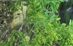 Mollies fish for sale: Hybrid Dalmatian Mollies £2 each/£10 for 6 - Image 2