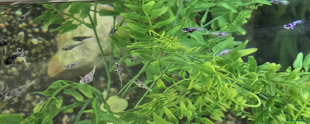 Mollies fish for sale: Hybrid Dalmatian Mollies £2 each/£10 for 6 - Image 2