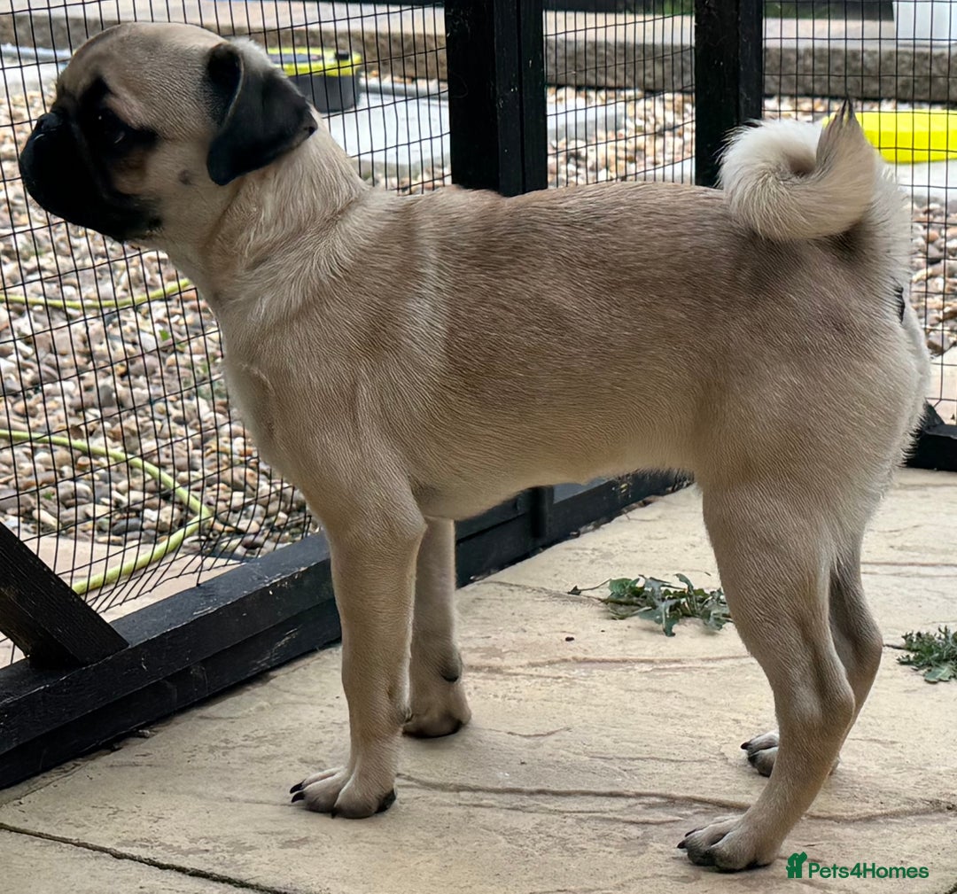 Pug dogs for sale: FAWN PUG PUPPY GIRL - Image 5