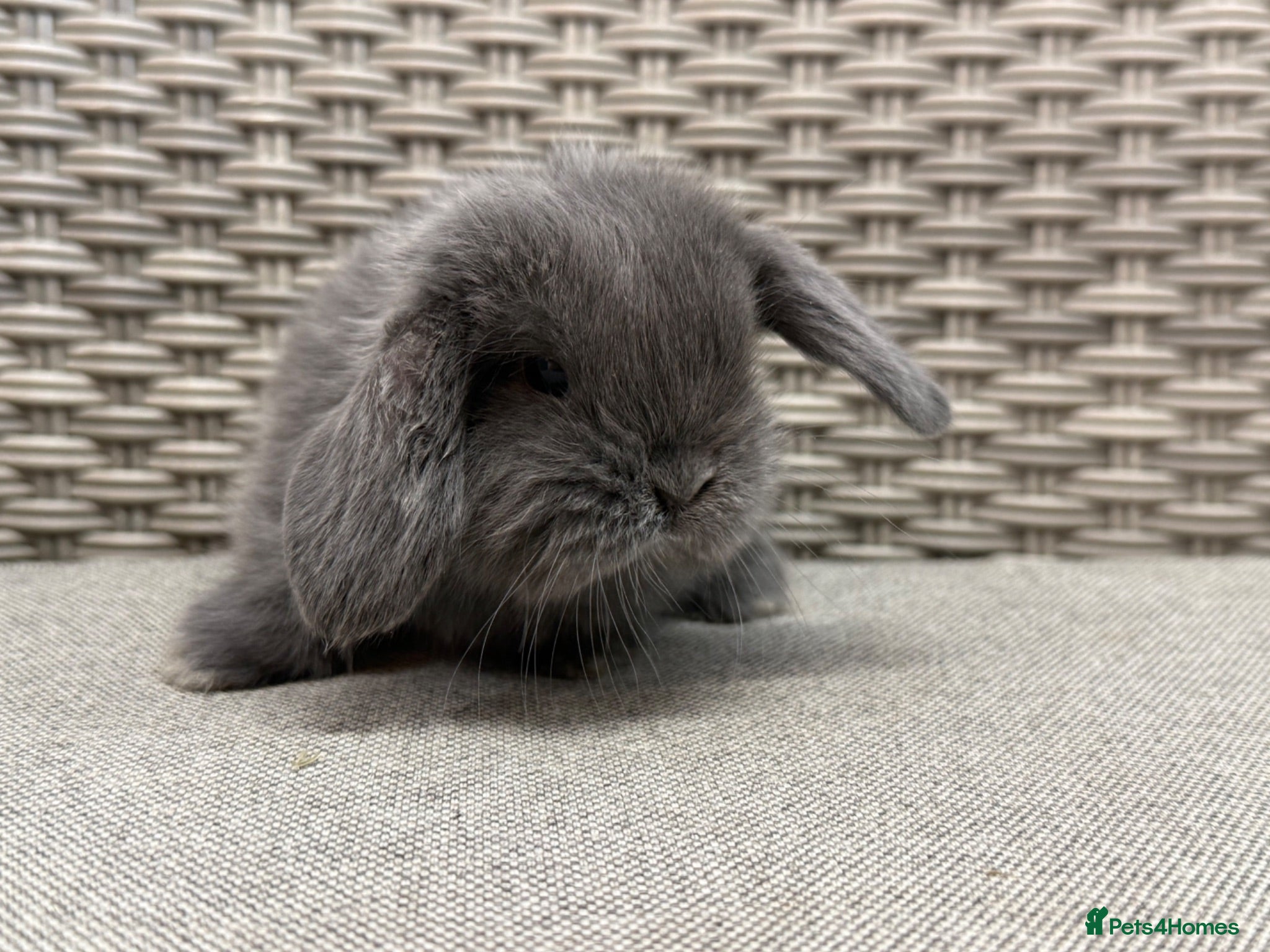 Mini Lop rabbits Friendly mini lops available  - Advert 6