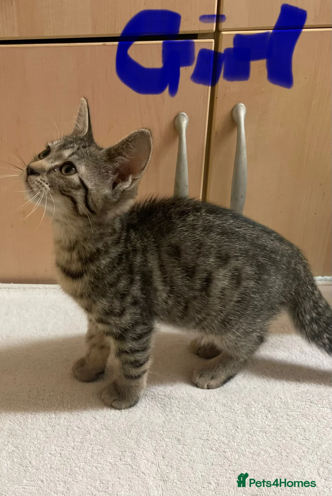 Mixed Breed cats for sale: Tabby kittens  - Advert 11