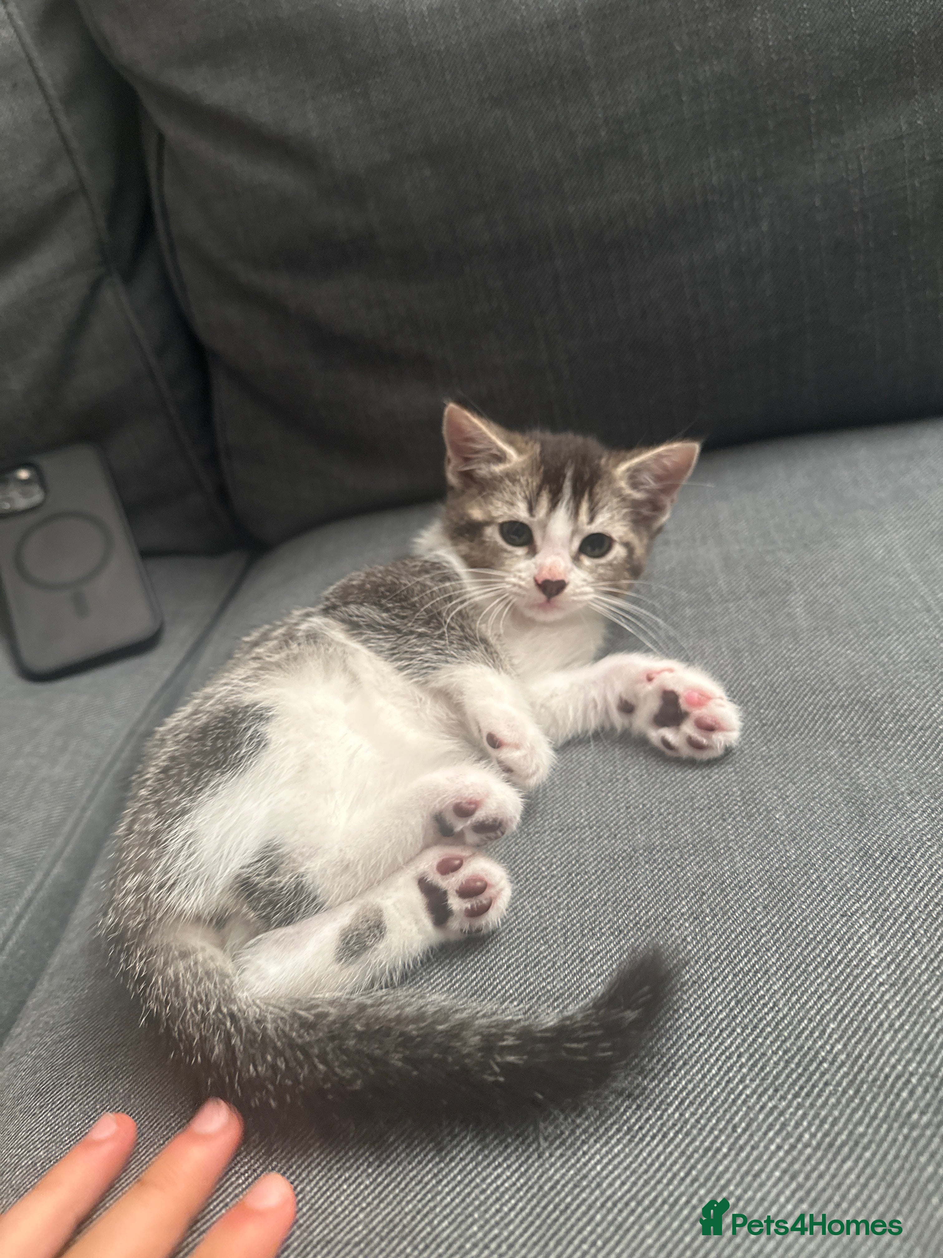 Ragdoll cats Ready now kitten- Ragdoll/British shorthair  - Advert 2