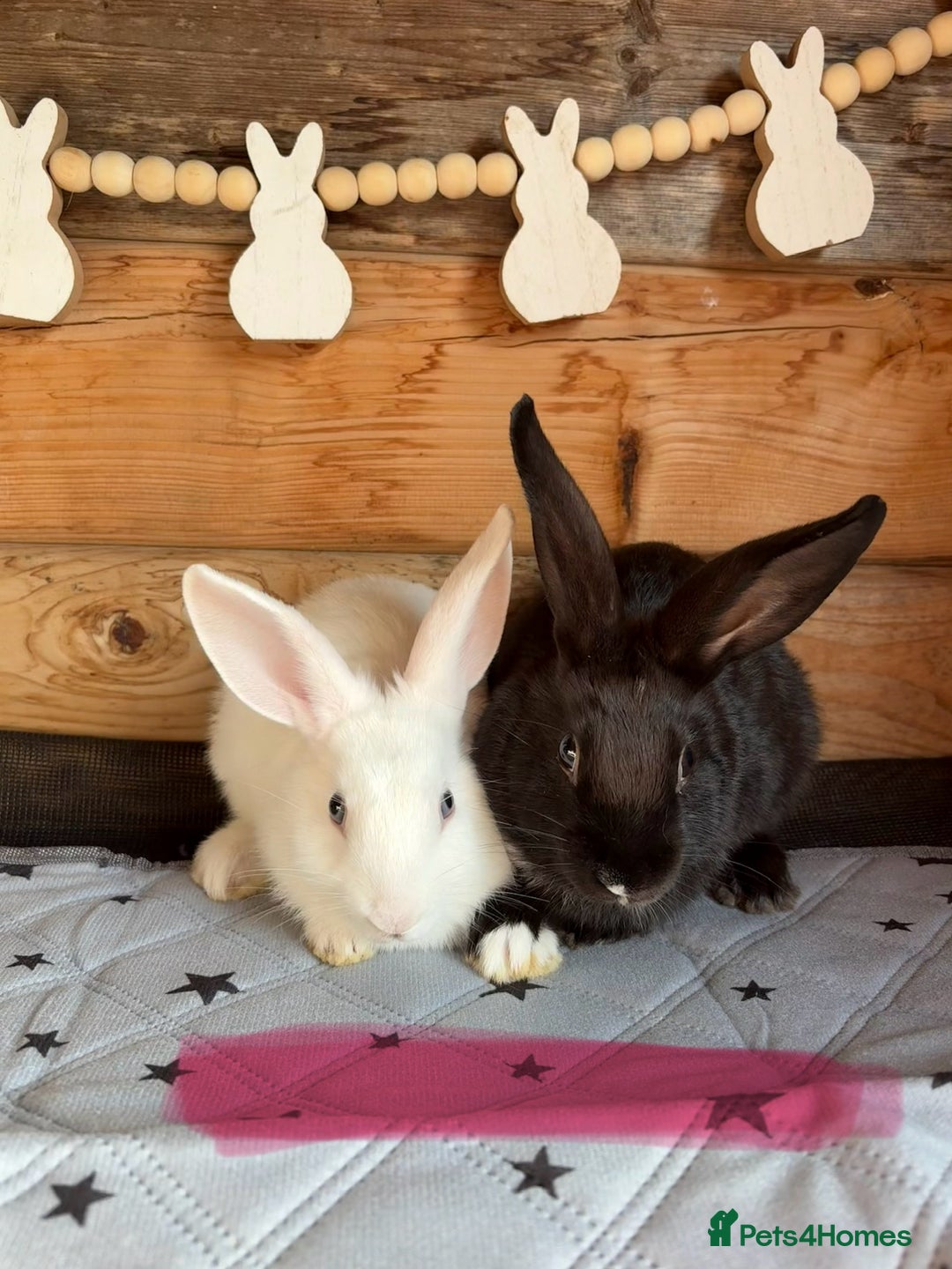 Mini Lop rabbits for sale: 2 beautiful mix breed sisters  - Image 10